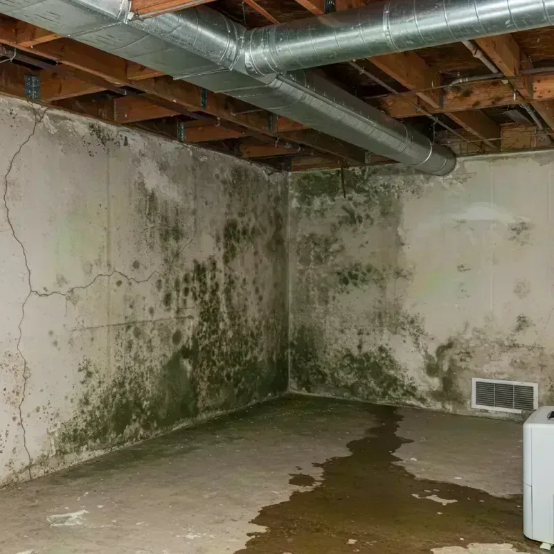 Professional Mold Removal in Owen County, KY